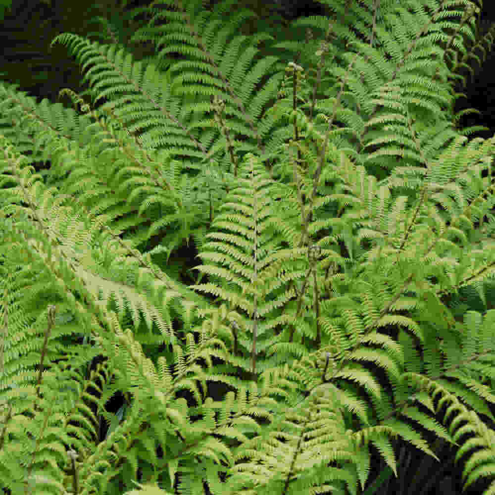 Athyrium filix-femina  Lady in Red 10 cm