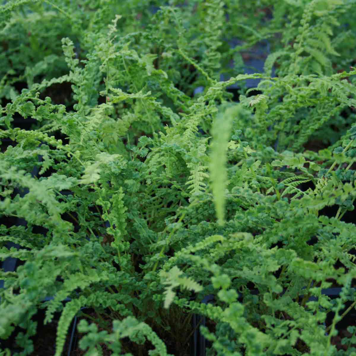 Athyrium filix-femina 10 cm