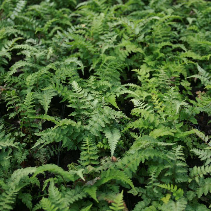 ATHYRIUM nipo. 'Pictum'(Metallicum)  1 L Potte