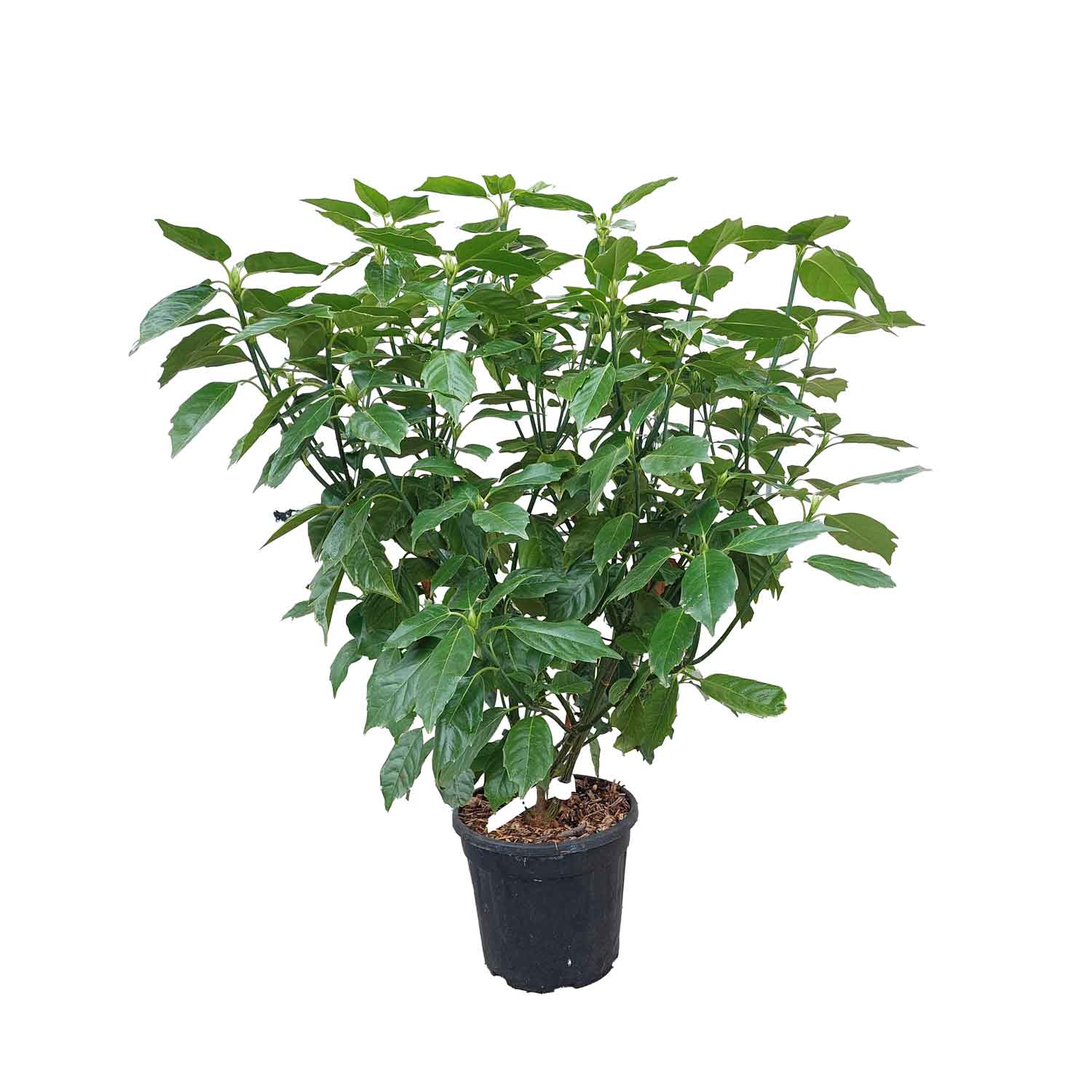 AUCUBA JAPONICA ROZANNIE CLT 9