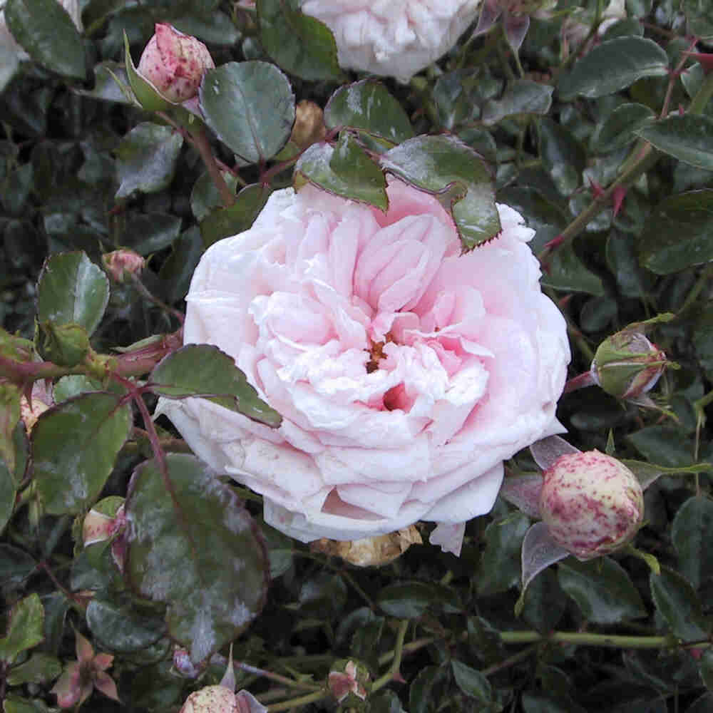 Climbing rose 'Awakening'