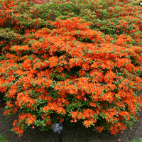 Løvfældende Azalea