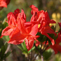 Dværg rhododendron<br> og Japansk Azalea