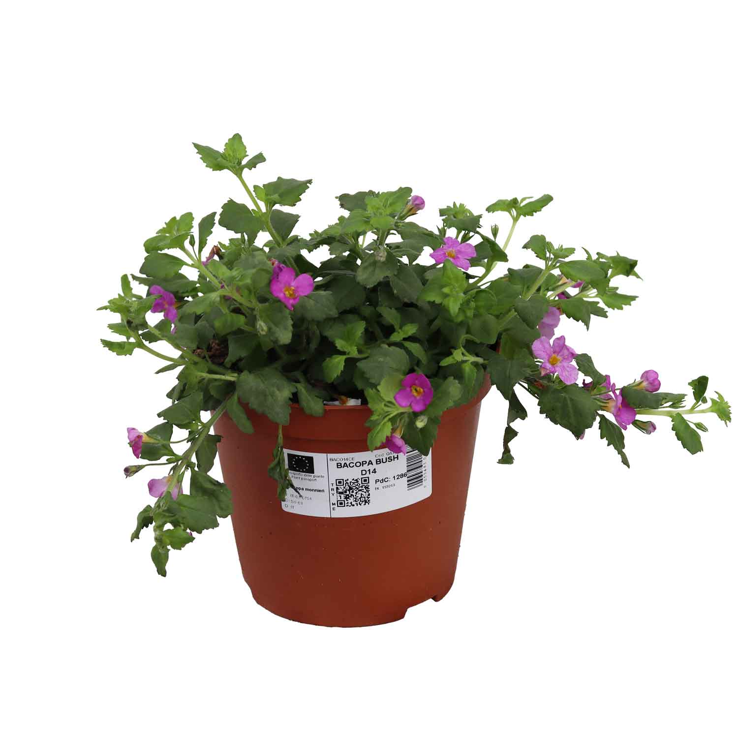 Bacopa Bush D14