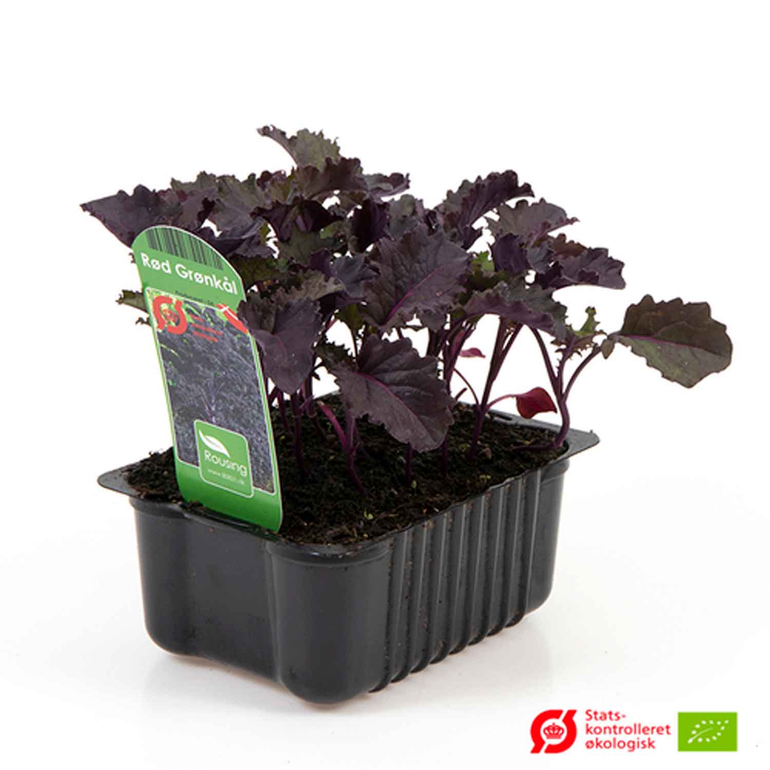 BRASSICA OLERACEA/Grønkål Rød i box