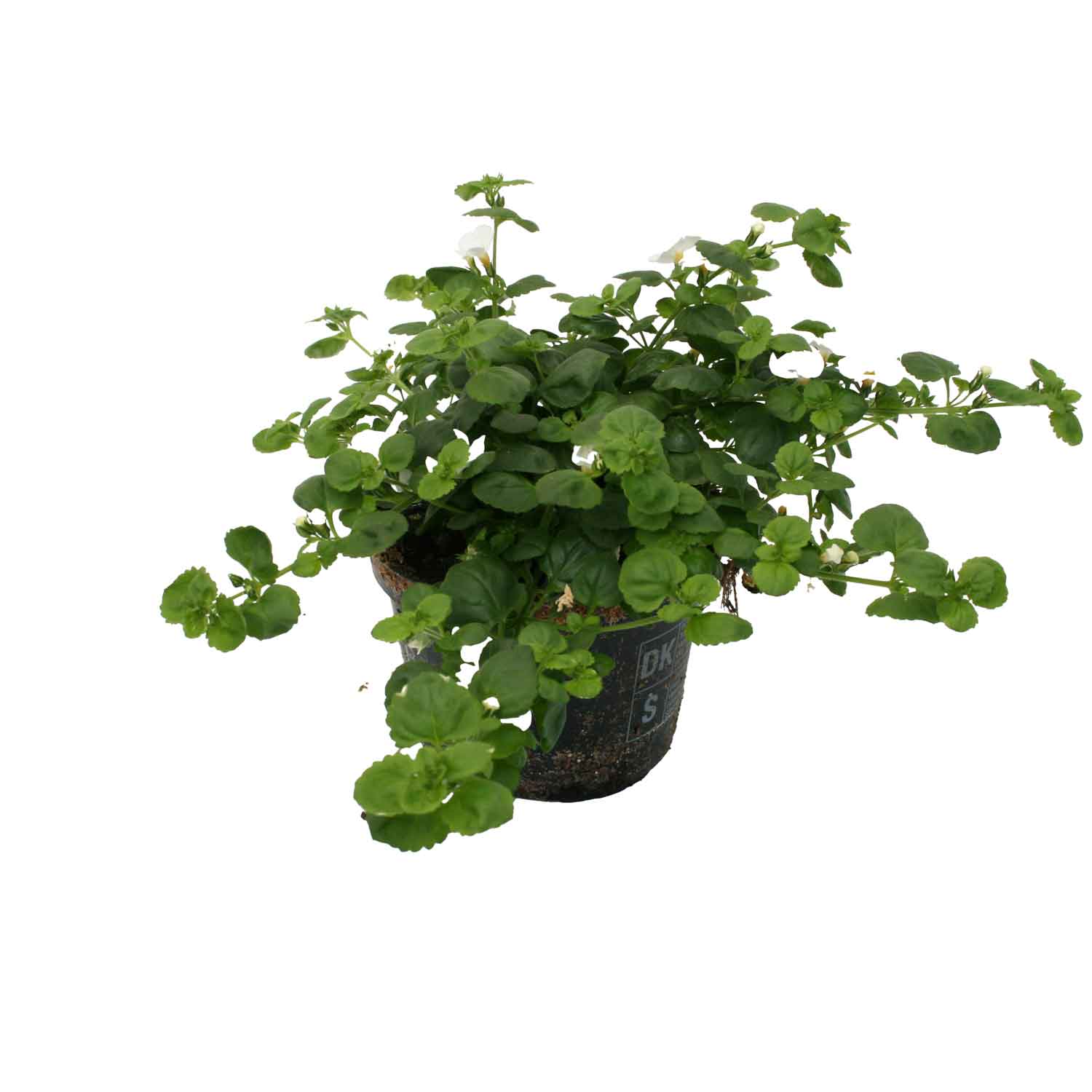 BACOPA CAROLINIANA 10,5 cm. pot.