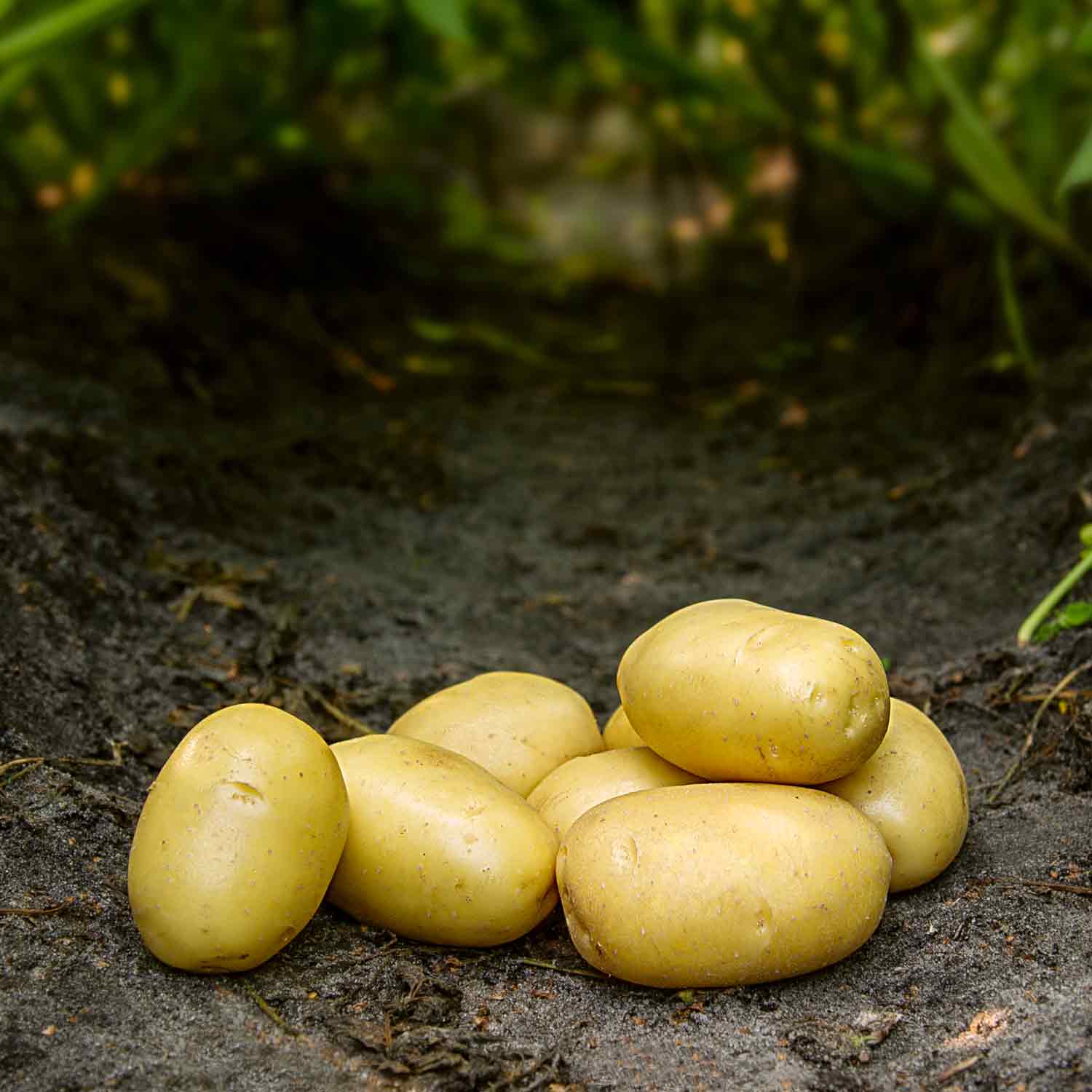 Seed potato - Ballerina 10 kg. 