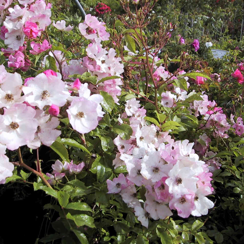 Rosa moschata 'Ballerina'