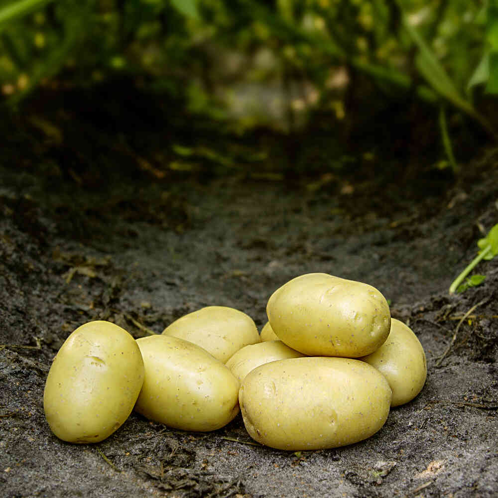 Seed potato - Ballerina - Organic 10 kg.