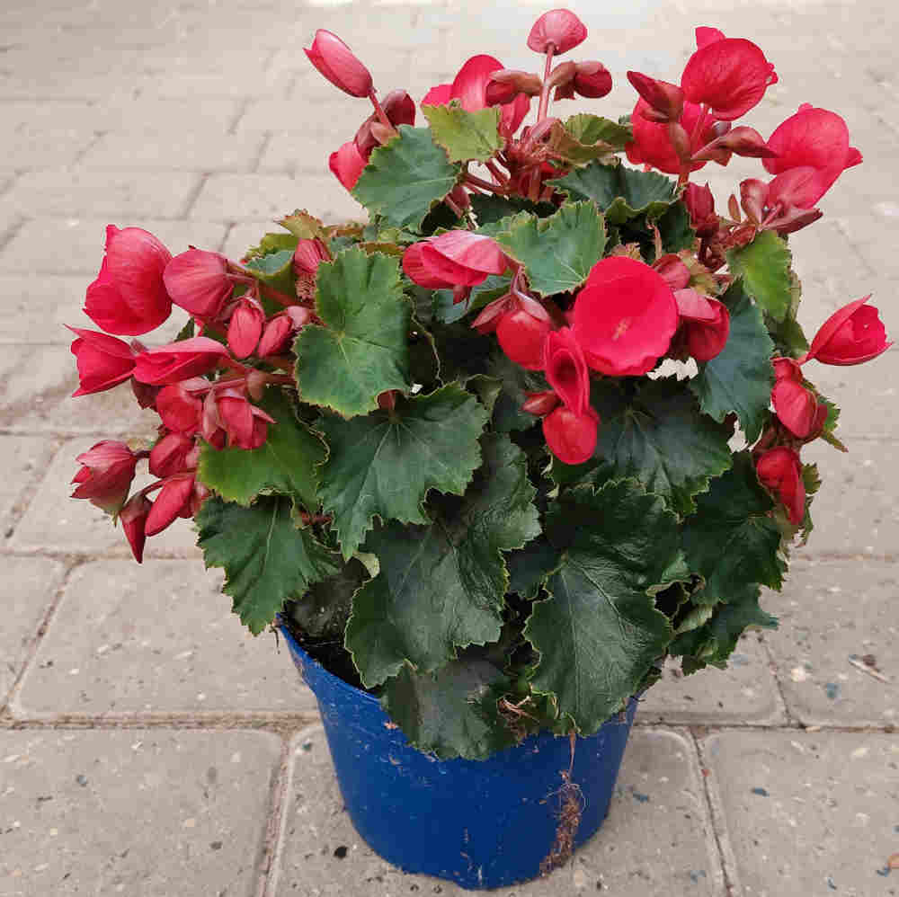 Begonia betulia 16 cm. pot.