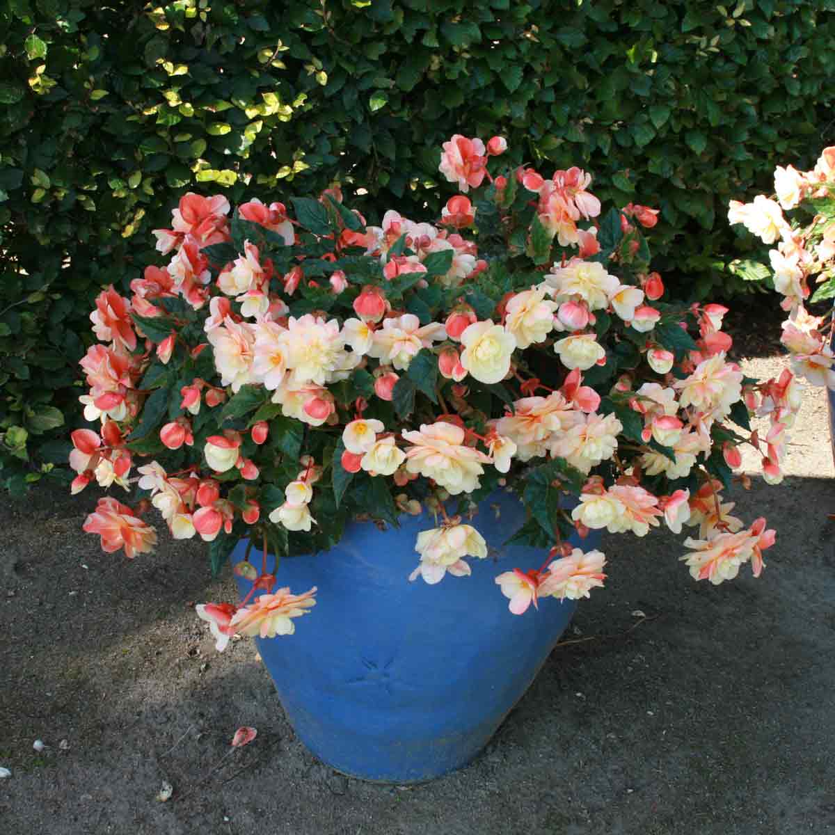 Begonia Waterfall Angel Soft O