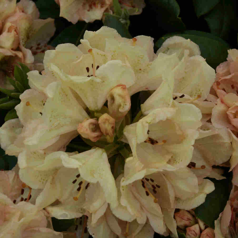 Rhododendronhybrid 'Belkanto' C5