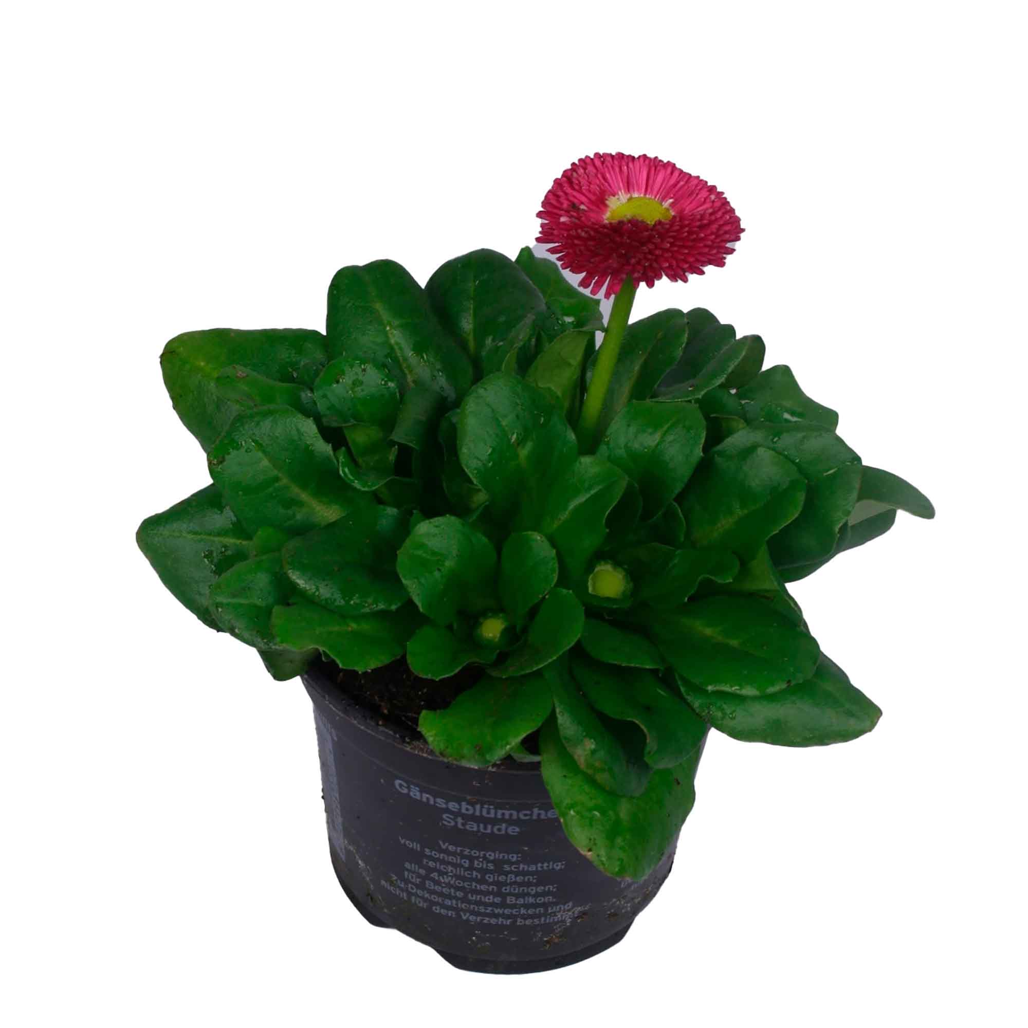 Bellis perennis 'Rusher Red' 9cm