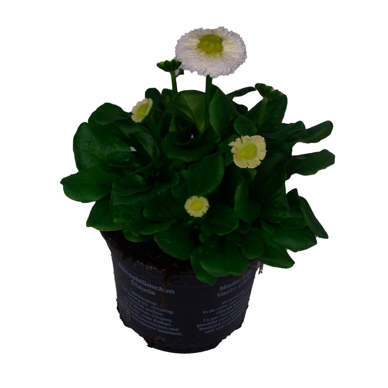 Bellis perennis 'Rusher White' 9cm