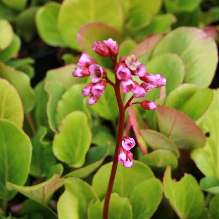 BERGENIA cordifolia Rotblum 1 L Potte