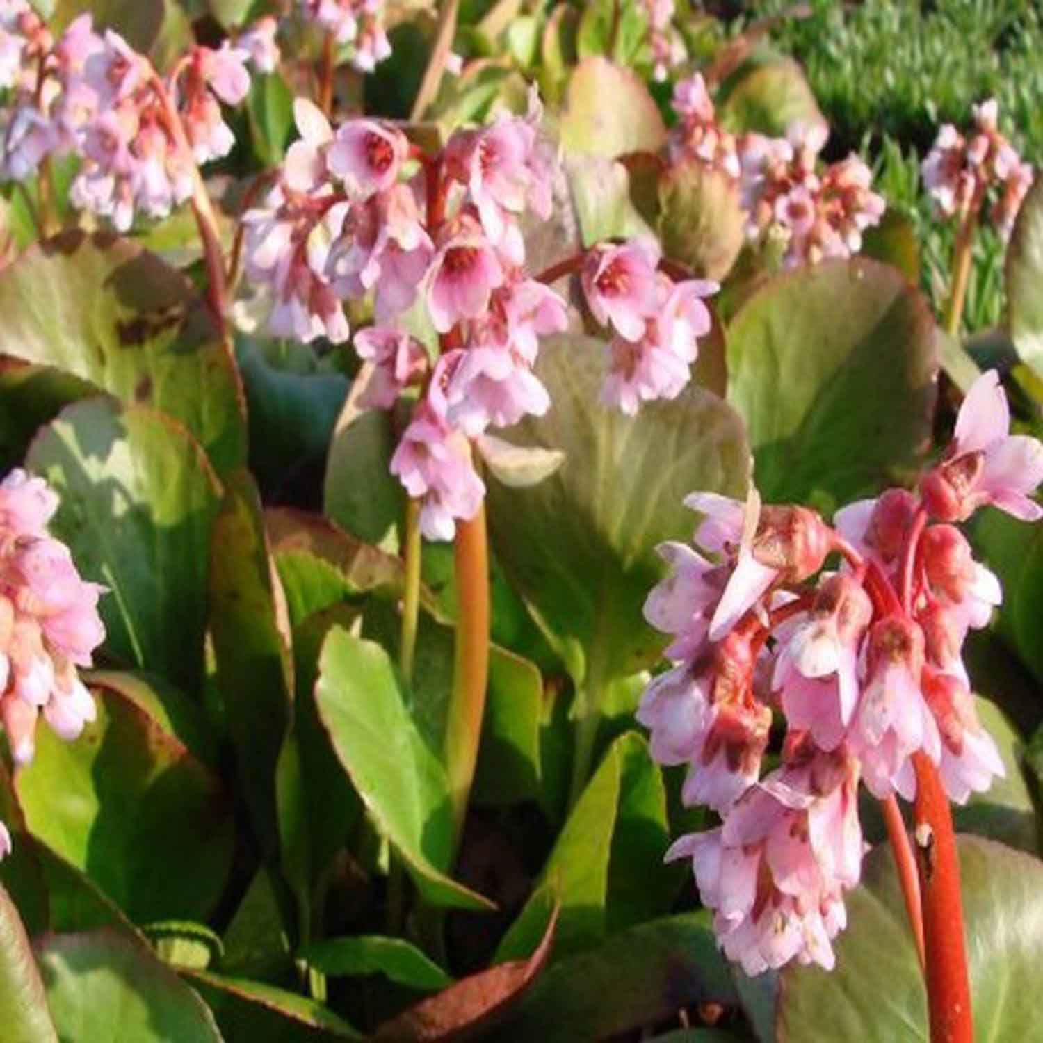 BERGENIA hybrid Baby Doll  1 L Potte