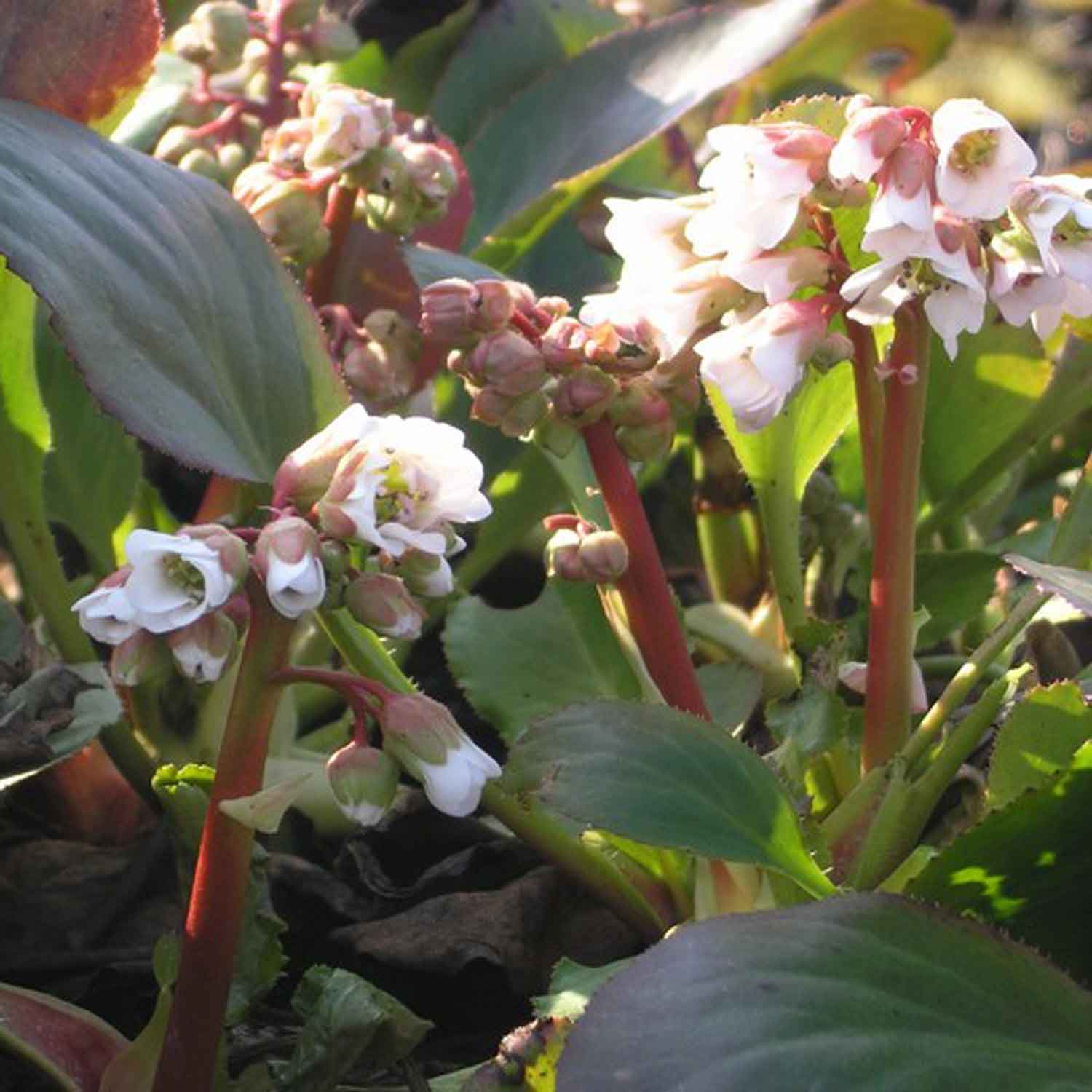 Bergenia hyb. 'Bressingham White' 11C