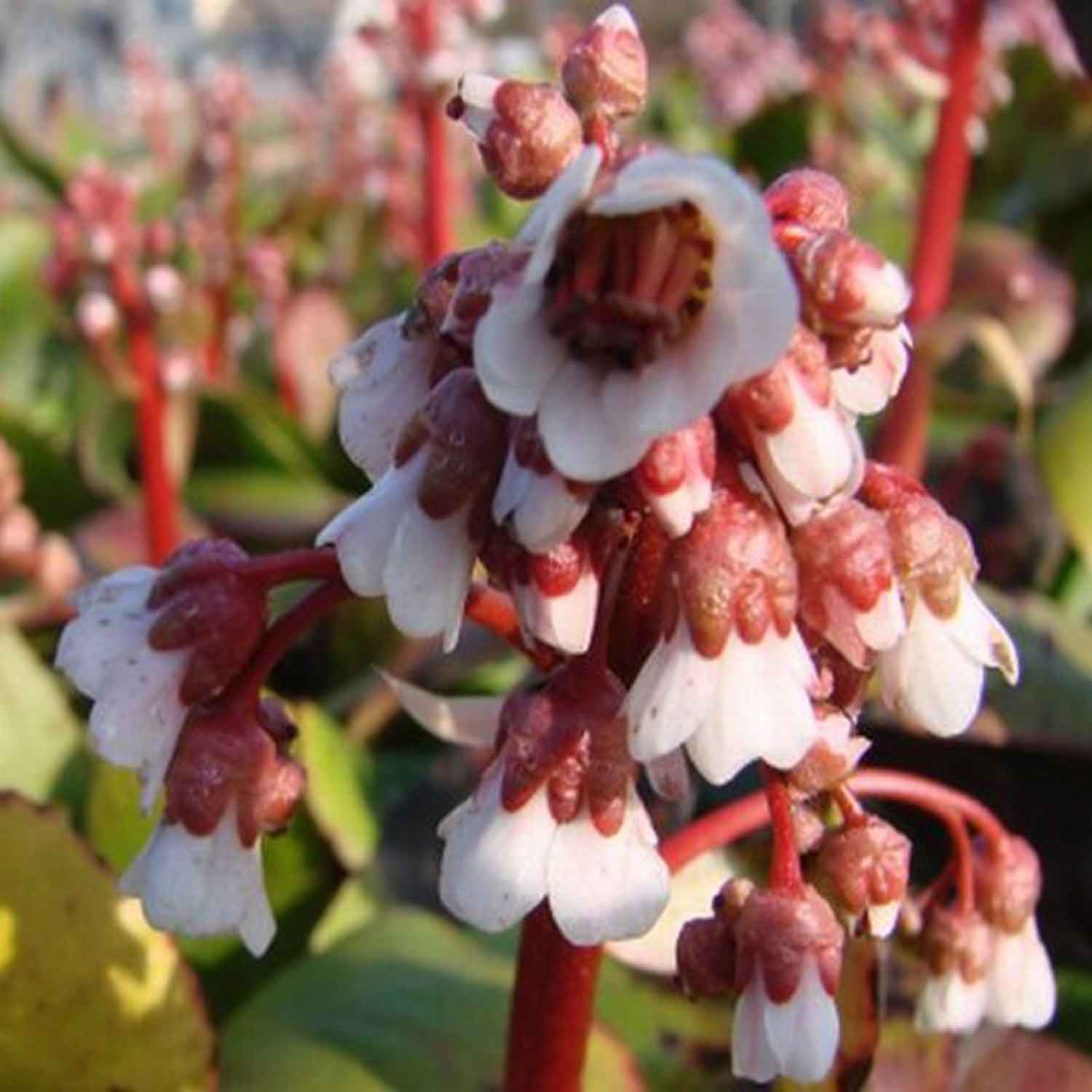 Bergenia hyb. 'Silberlicht' 11C