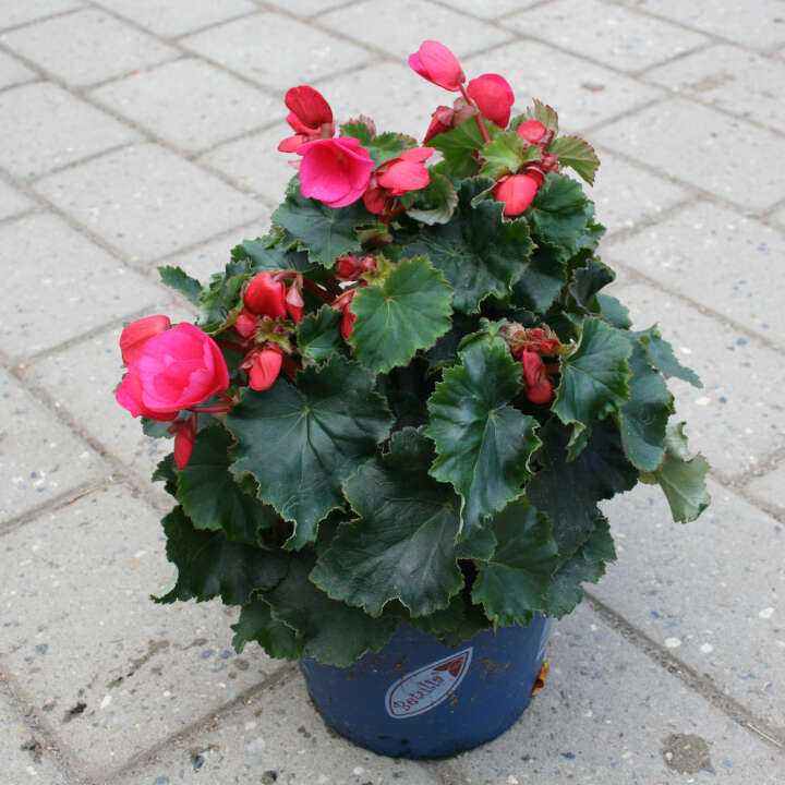 Betulia begonia 12 cm. pot.