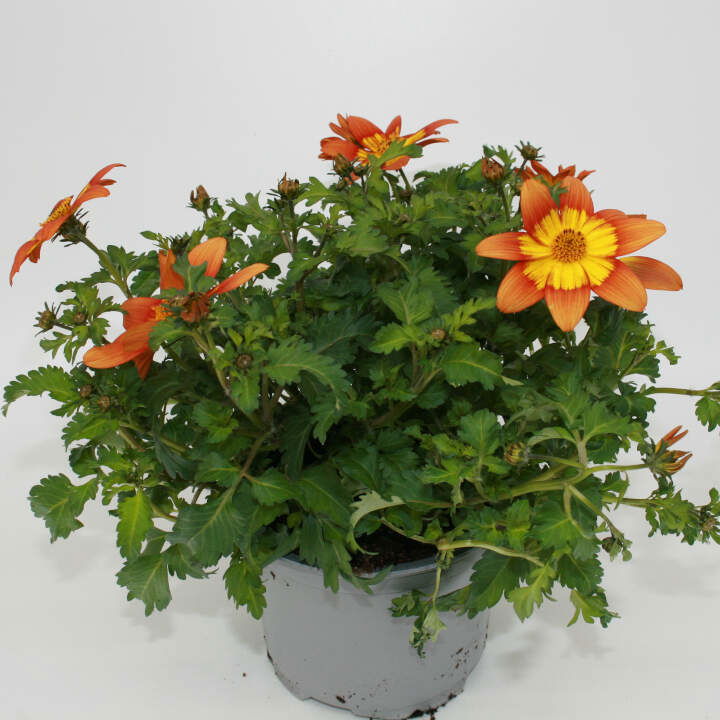 Bidens Ferulifolia 12cm