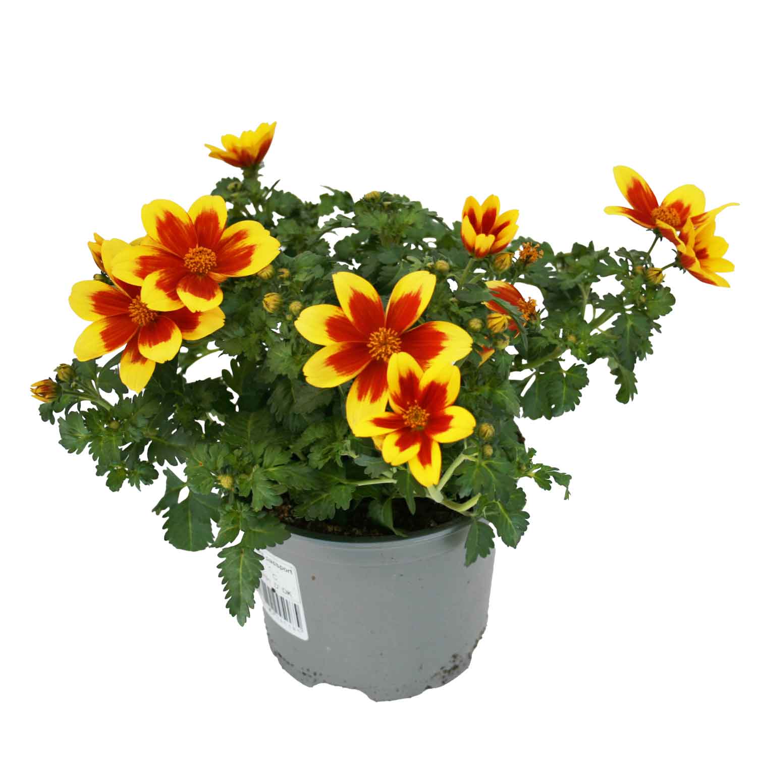 Bidens