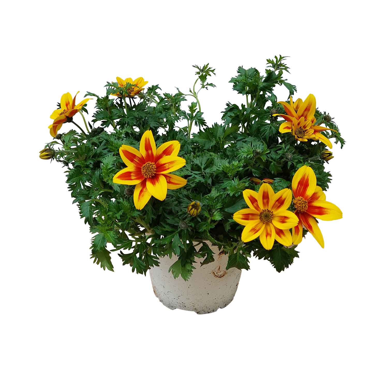 BIDENS BUSH D14