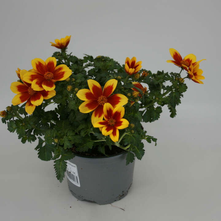 Brøndsel - Bidens ferulifolia 12 cm. pot.