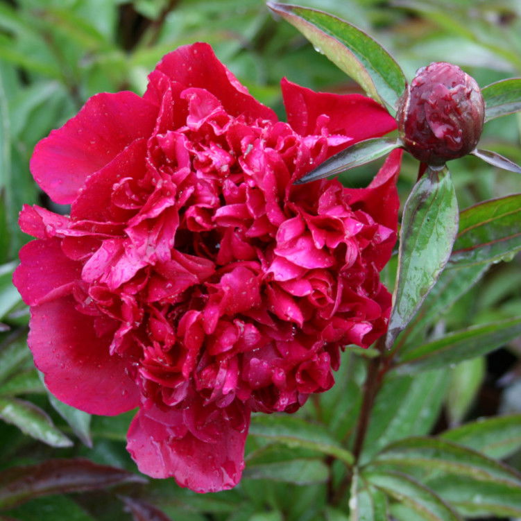 Silkepæon - Paeonia lactiflora 'Big Ben'