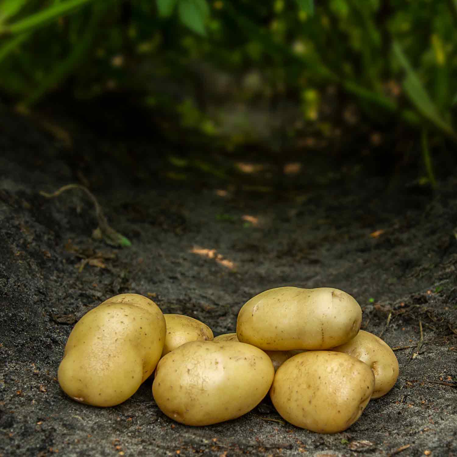 Seed potatoes - Bintje 1.5 kg