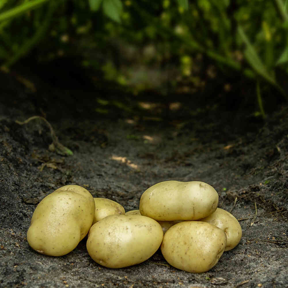 Seed potato - Bintje 10 kg.