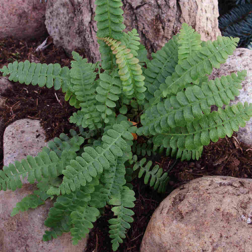 Blechnum penna-marina 10 cm