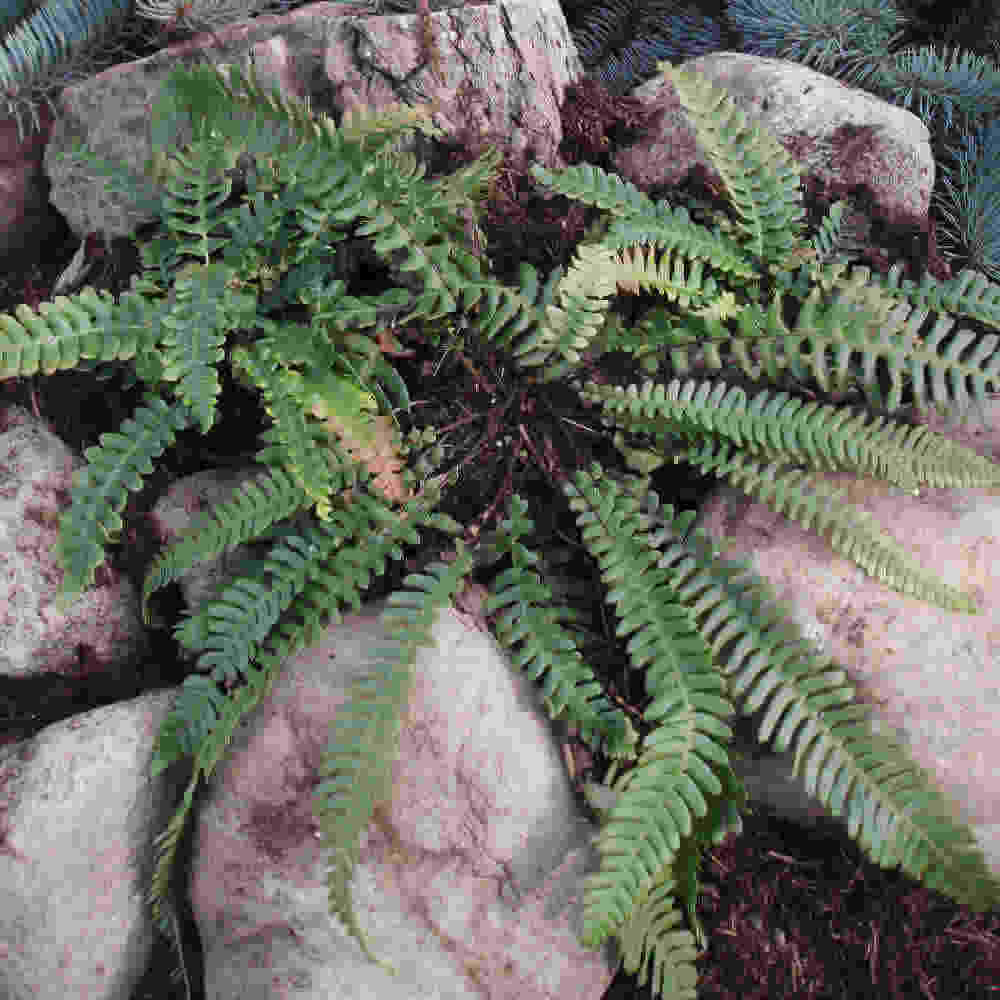 Blechnum spicant 10 cm