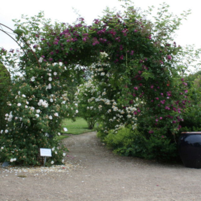 Climbing rose 'Bleu Magenta'