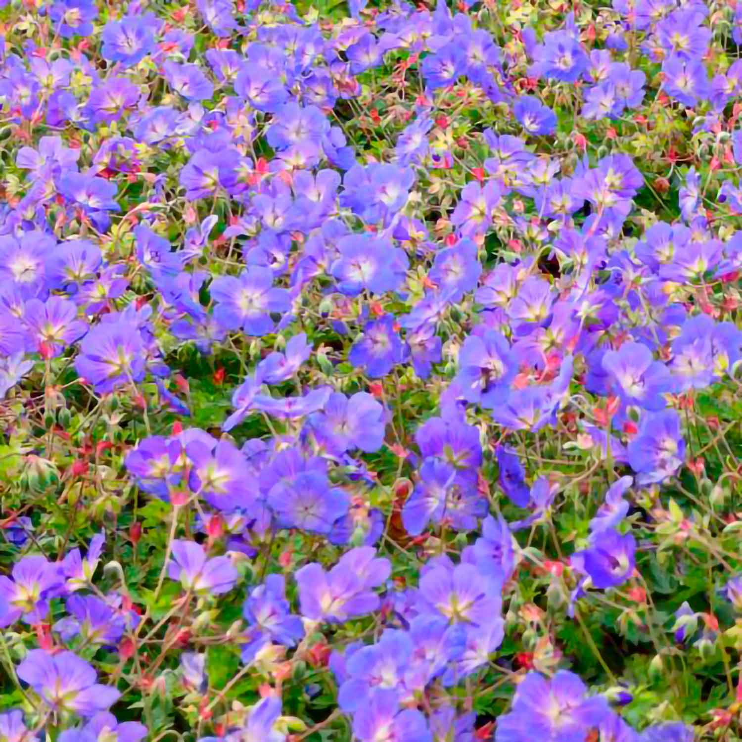 Geranium wallichianum 'Bloom Me Away'(R)