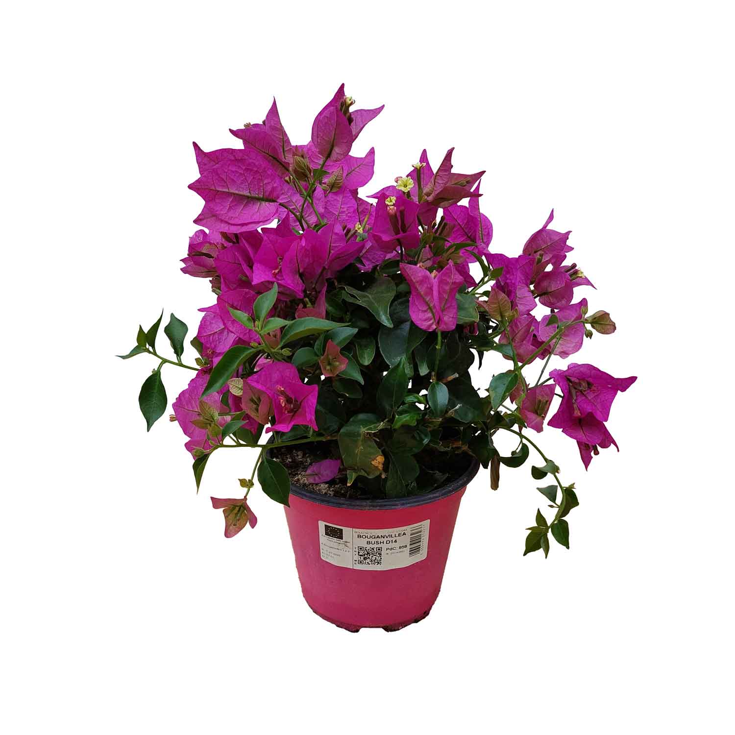 BOUGANVILLEA BUSH D14