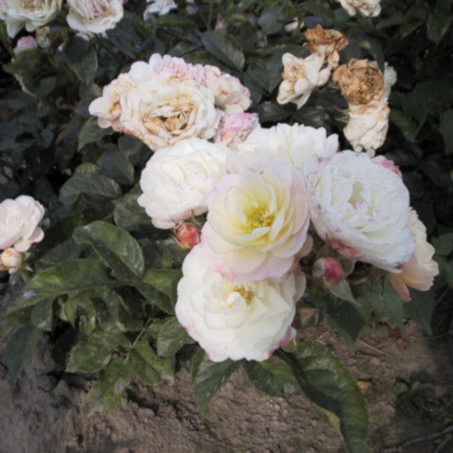 Rose moschata 'Bouquet Parfait'