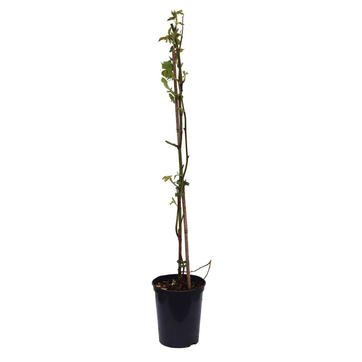 RUBUS FRUKT. 'NAVAHO' Katt. CAC C 2.0 60 CM'