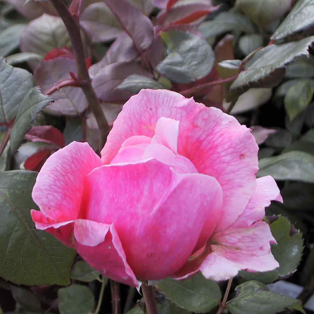 Rose 'Brother Cadfael' - (Ausglobe)