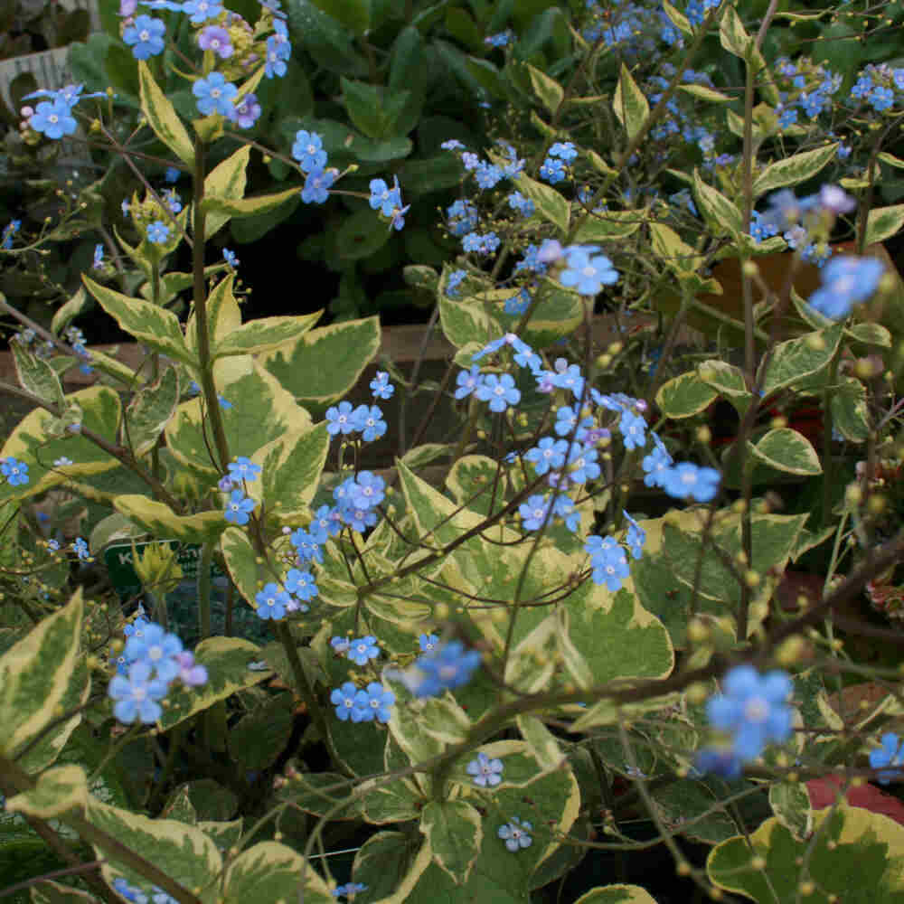 BRUNNERA hybrid Hadspen Cream  1 L Potte