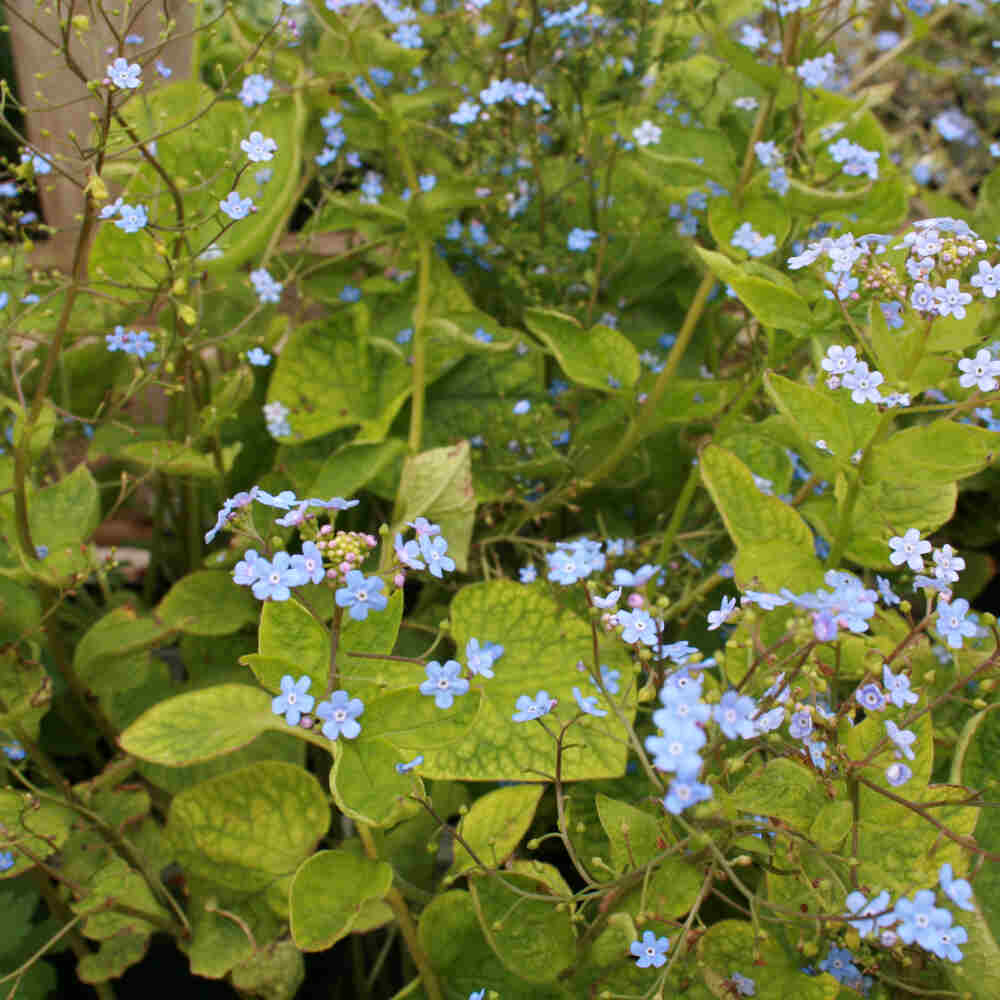 Brunnera macrophylla