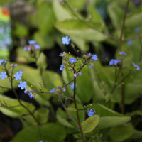 Kærmindesøster - Brunnera