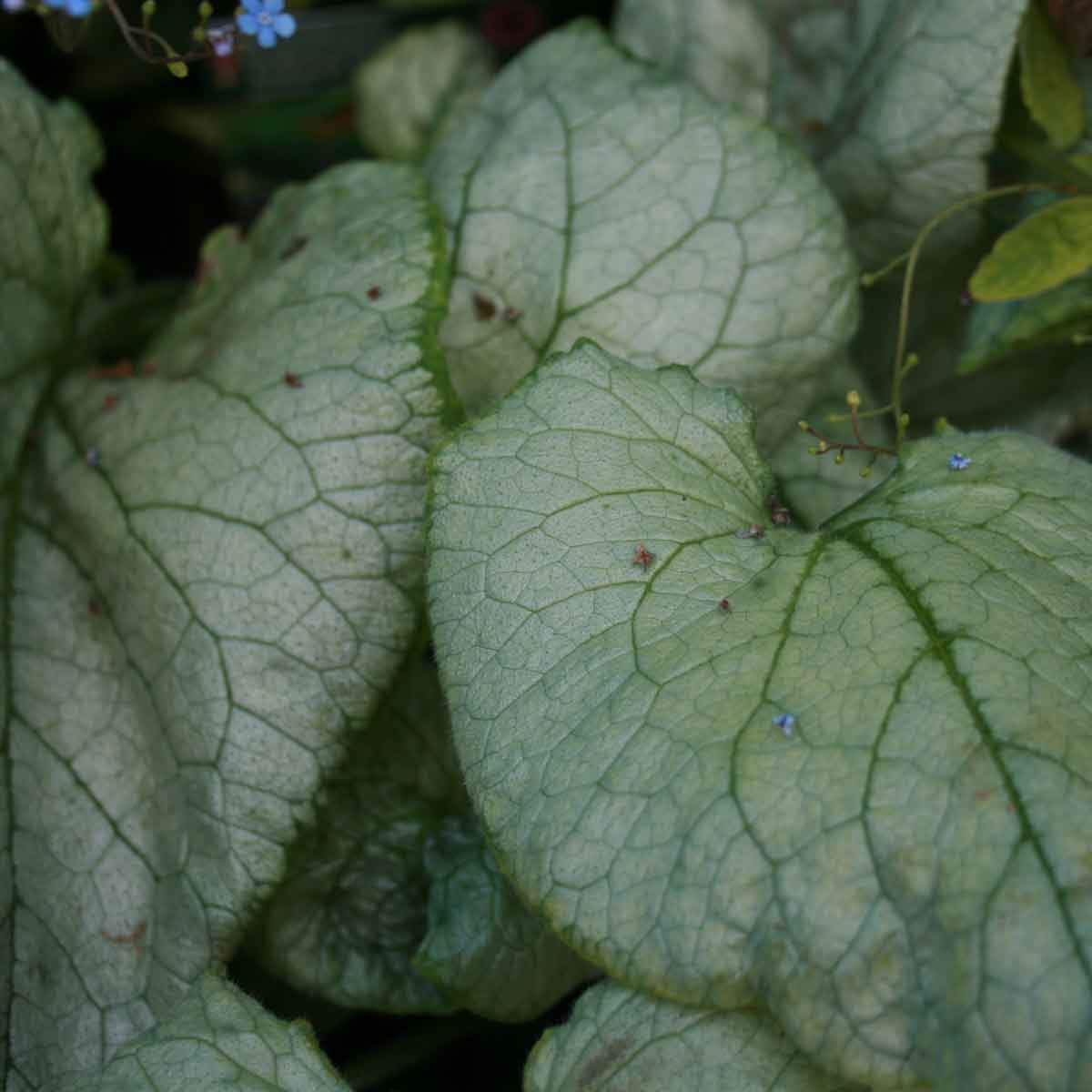 Brunnera macrophylla 'Looking Glass'(R) 1L