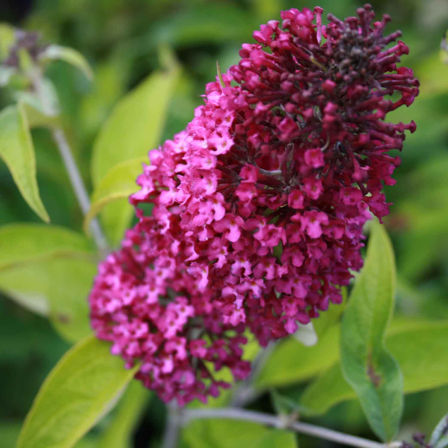 Buddleja dav. 'Sugar Plum' ®30/40 C.3