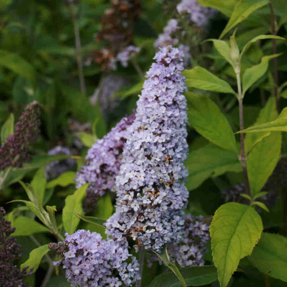 Butterfly bush - Buddleja 'Glass Slippers' 5L pot.