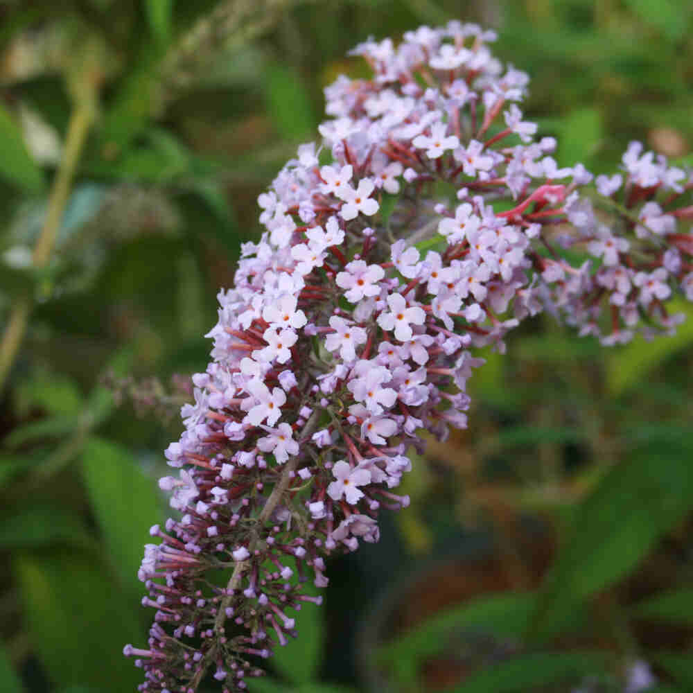 Sommerfuglebusk - Buddleja 'Wisteria Lane'5L pot.