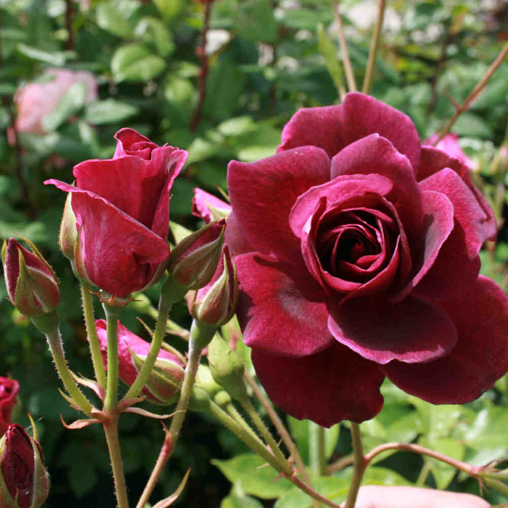 Rose 'Burgundy Ice'