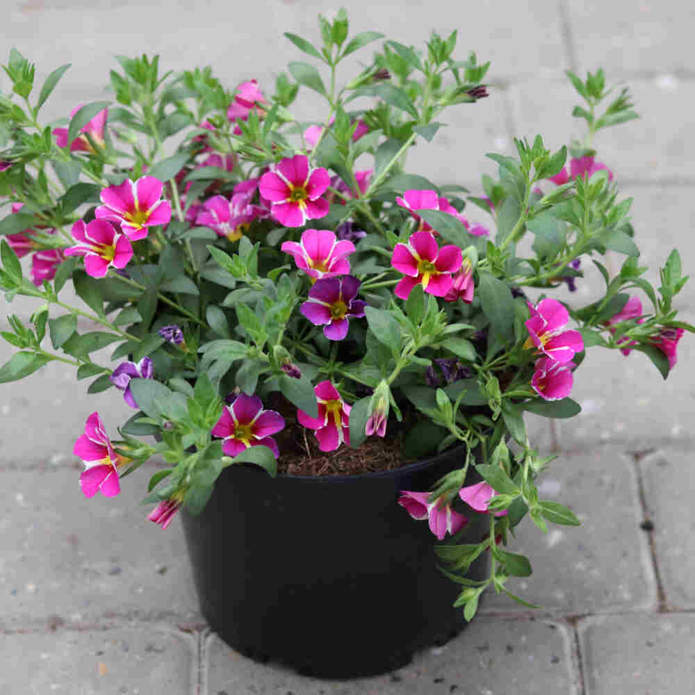 Mini petunia - Calibrachoa hybrid 21cm pot