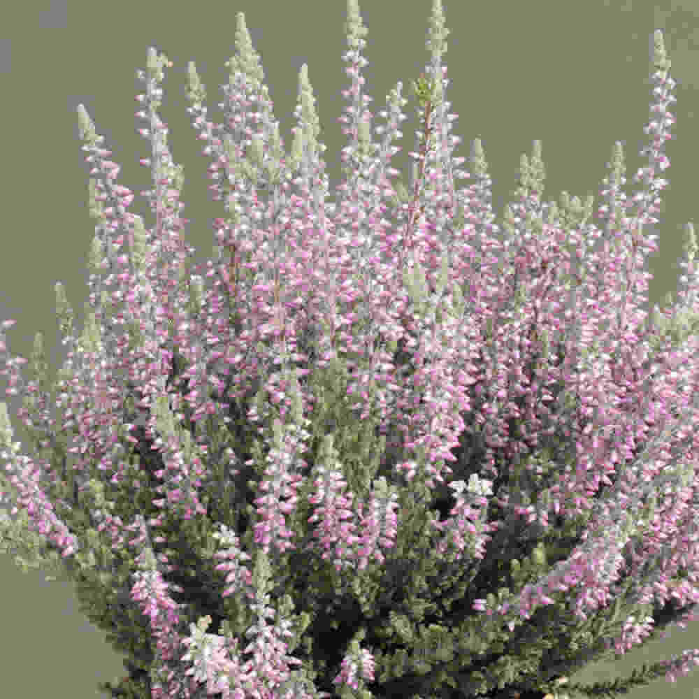 Efterårslyng - Calluna vulgaris 'Silvana' 10cm