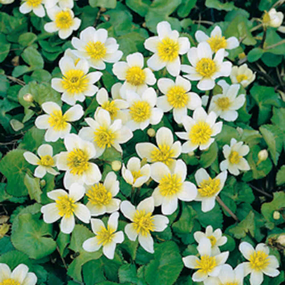 Caltha palustris 'Alba' p9