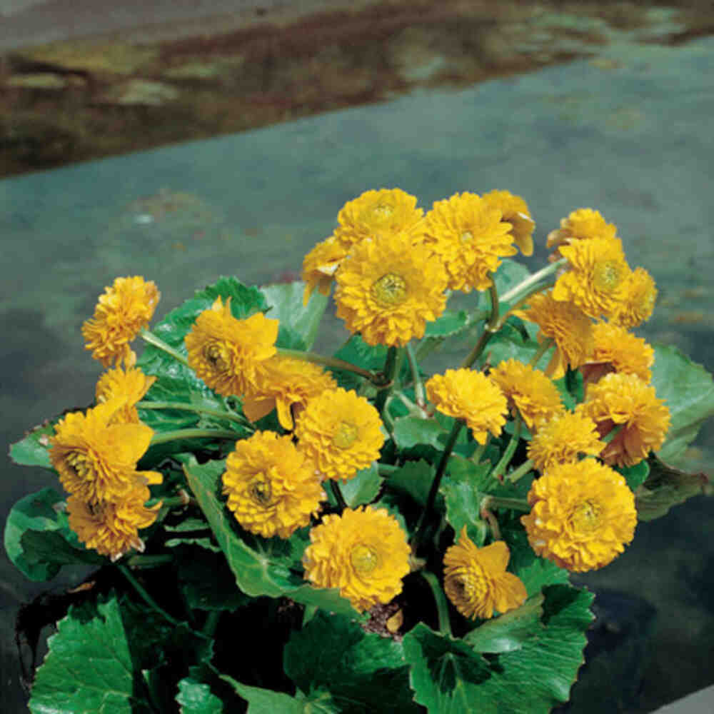 Caltha palustris Plena Multiplex 9 cm. pot.